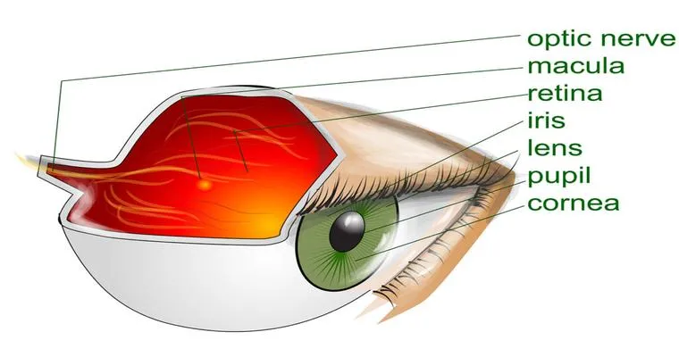 Does dementia take away eye sight?