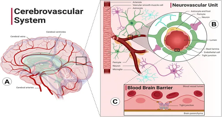Low doses of radiation may help in Alzheimer’s fight