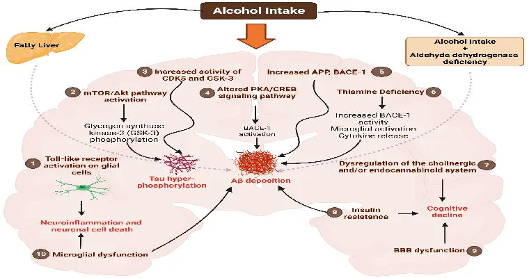 Alcohol and drug addictions caused Alzheimer's, we are at a loss where to put him.